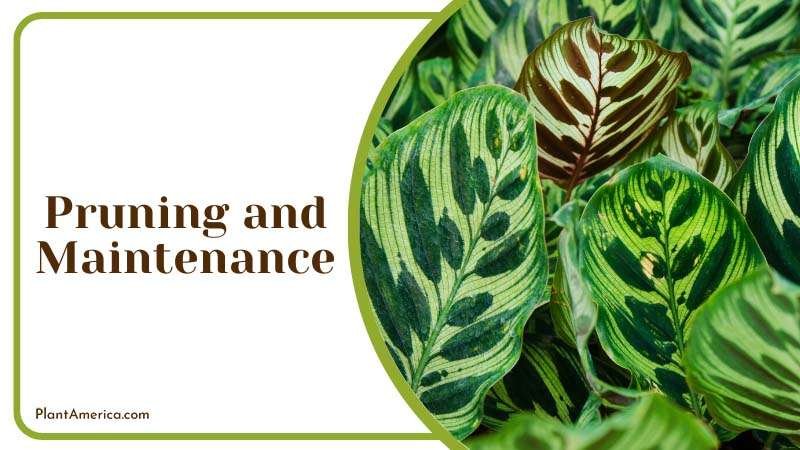 Peacock Calathea Pruning Requirement ~ PlantAmerica