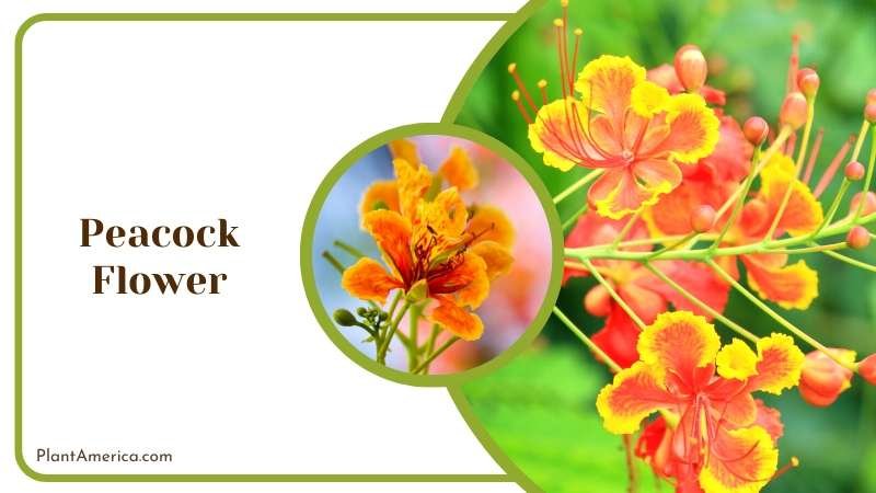 Peacock Flowering Plant Plant America