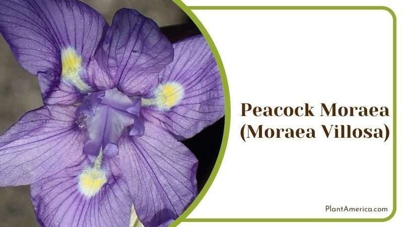 Peacock Moraea Plant America
