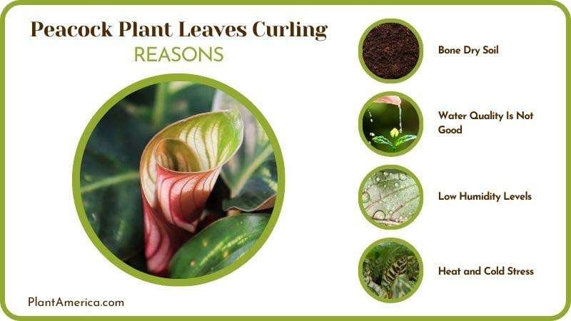 Peacock Plant Leaves Curling Causes Plant America