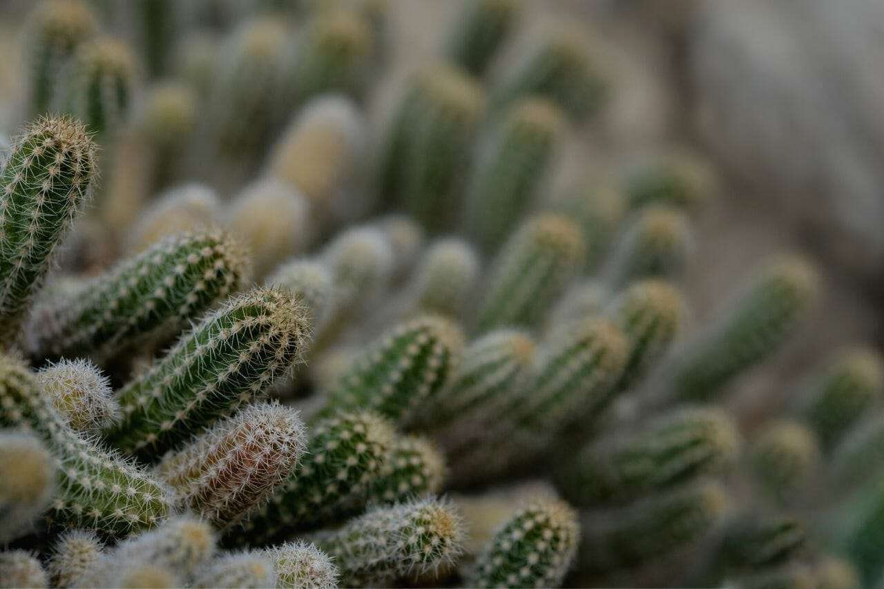 Peanut Cactus Plant America 1