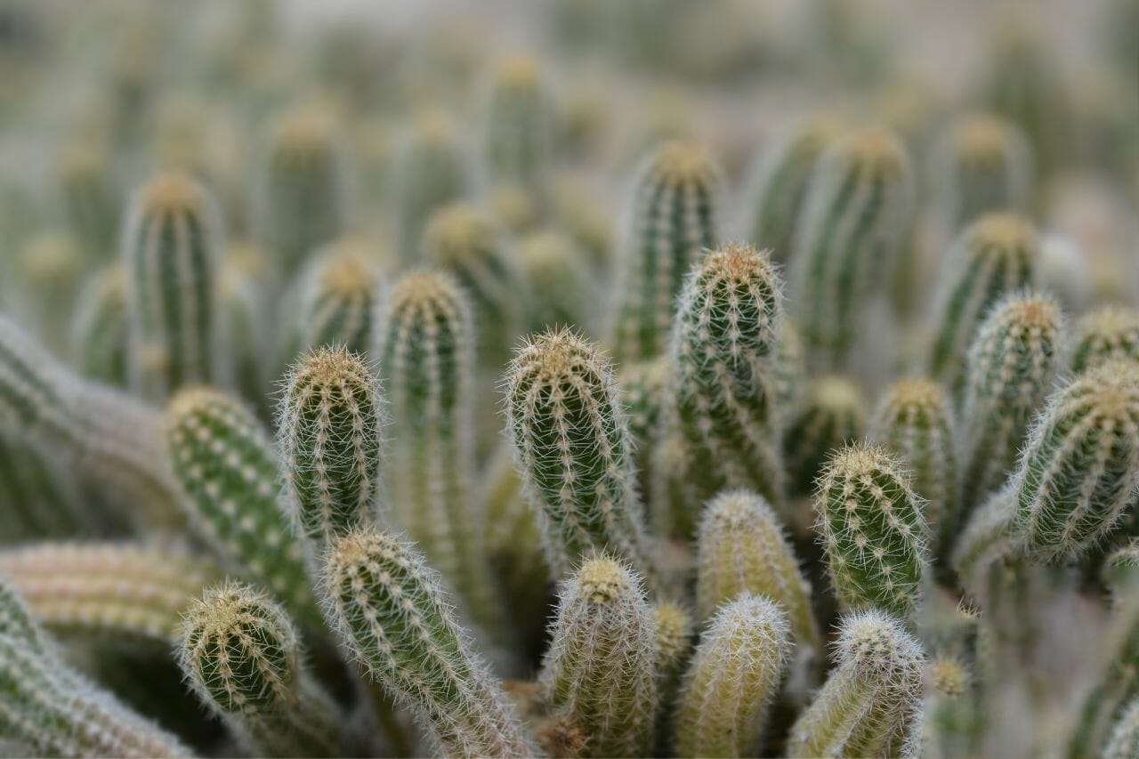 Peanut Cactus Plant America Peanut Cactus Plant America