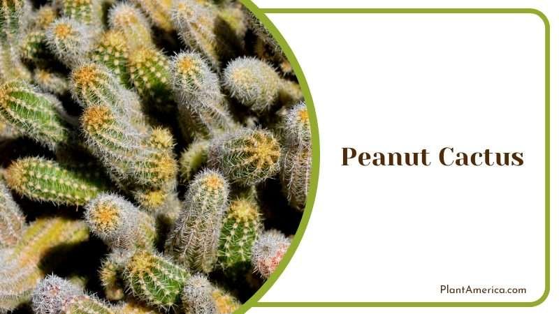 Peanut Cactus Succulent Plant America