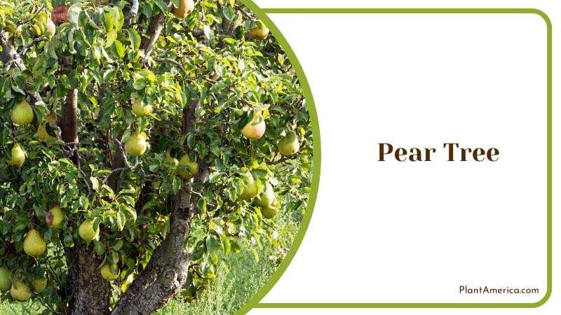 Pear Tree Plant America