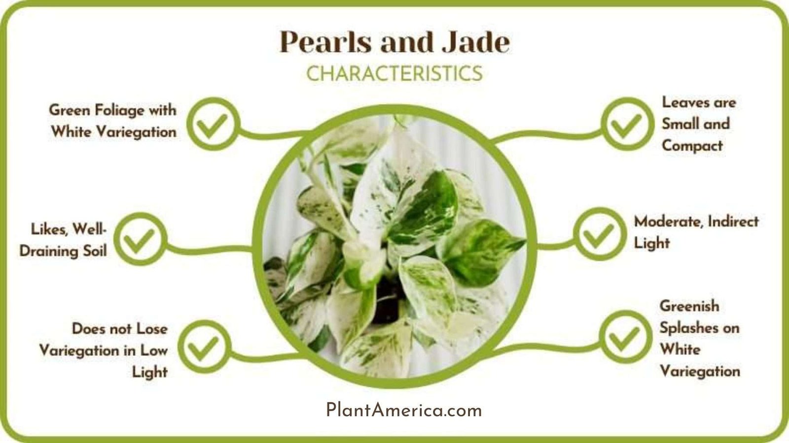 Pearls and Jade Chatacteristics Plant America