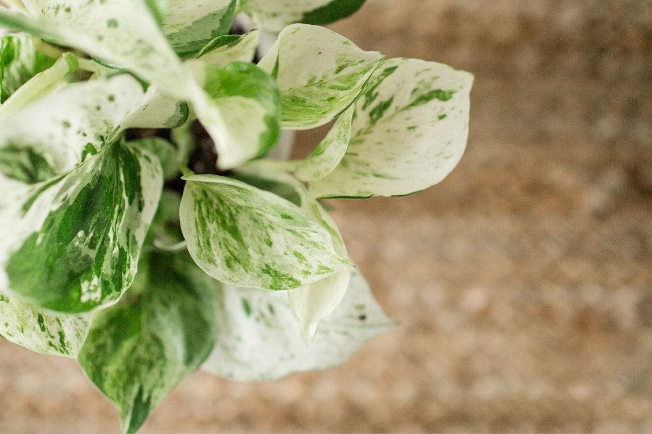 Pearls and Jade Pothos Plant America 1