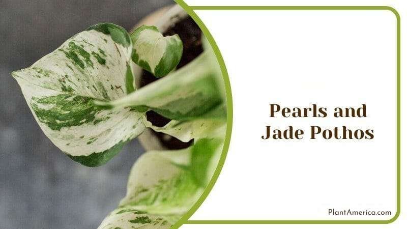 Pearls and Jade Pothos Plant America
