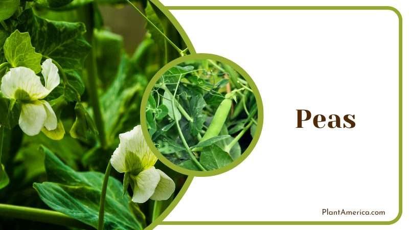 Peas Can lower inflammation Plant America Peas Can lower inflammation Plant America
