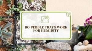 Pebble Tray for Plants: Guide and DIY Method To Give Plants Humidity ...