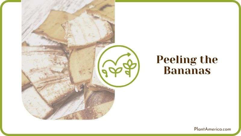 Peeling the Bananas Plant America