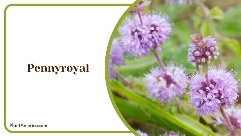 Pennyroyal Flower Blooms Plant America