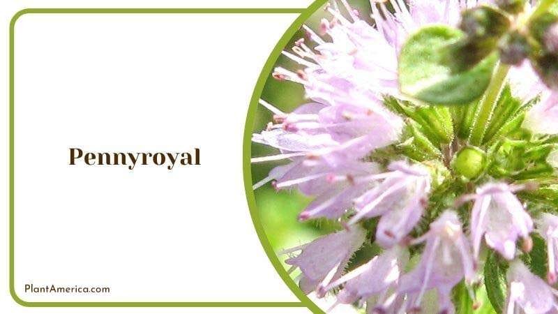 Pennyroyal PlantAmerica