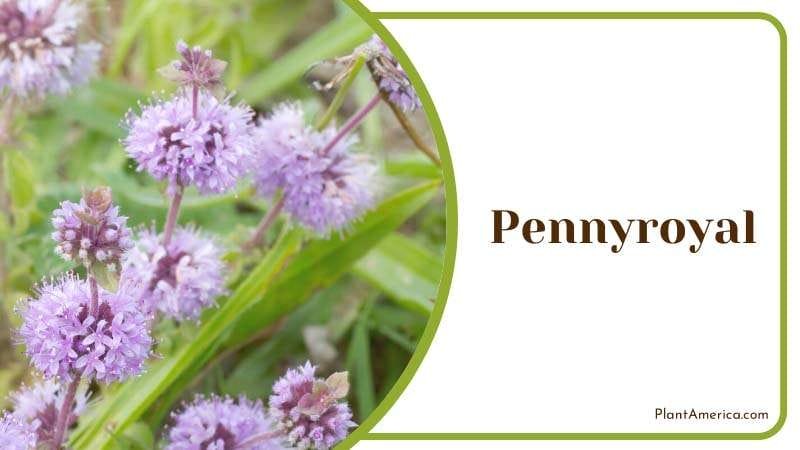 Pennyroyal most potent repellent plants PlantAmerica