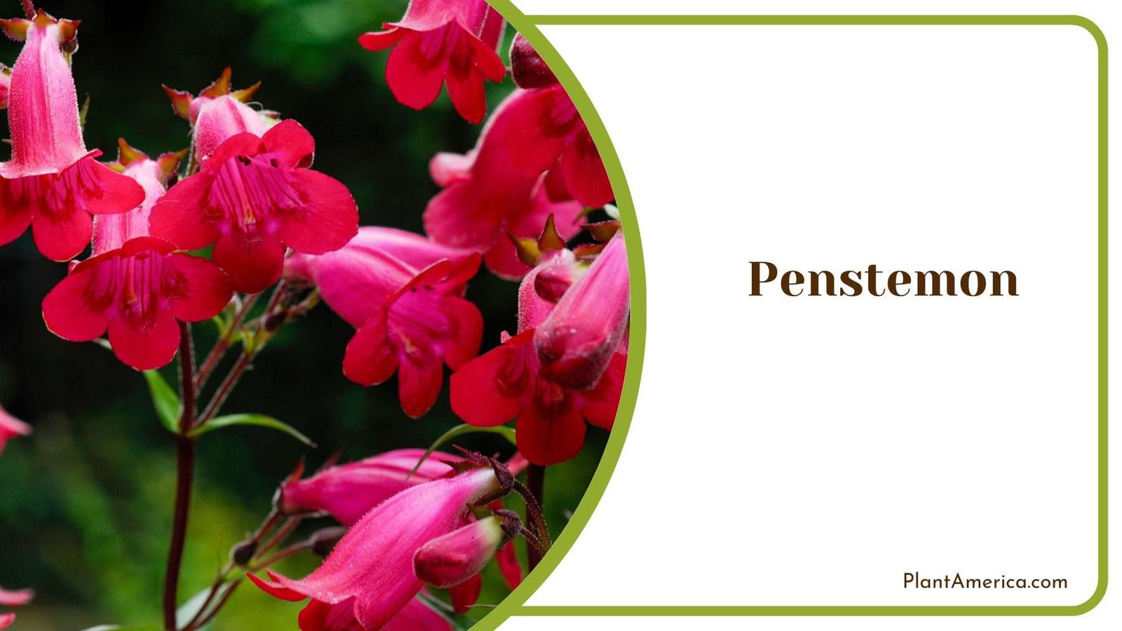 Penstemon Flower Plant America