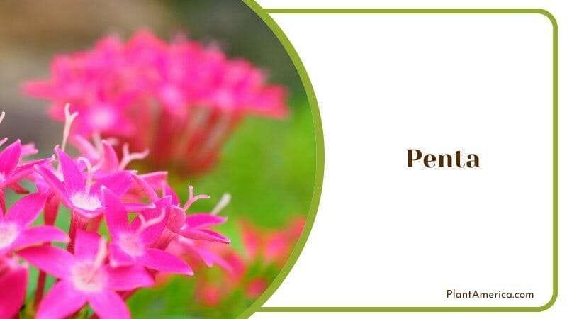 Penta Lanceolata