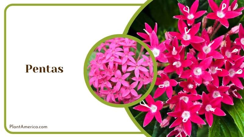 Pentas called Egyptian Star Plant America