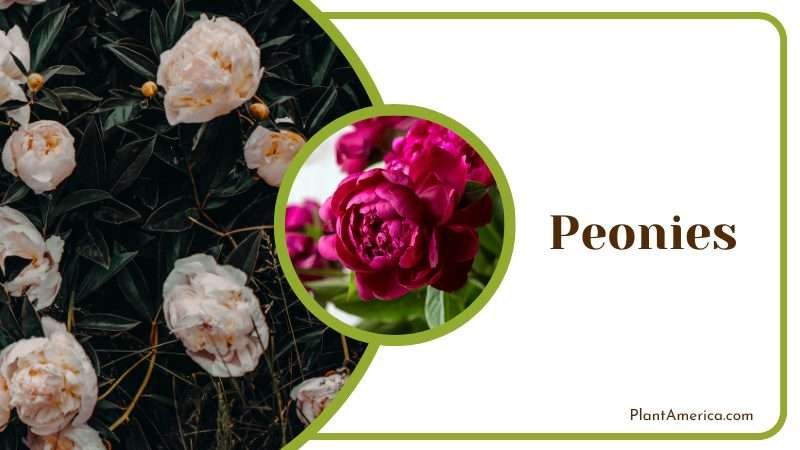 Peonies Rose like flowers Plant America