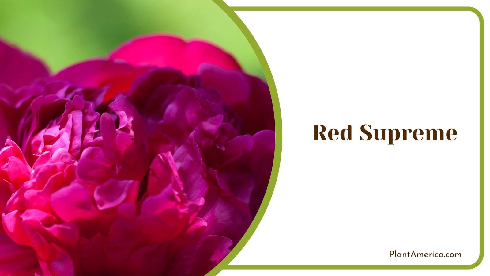 Peony Felix Peonies Plant America