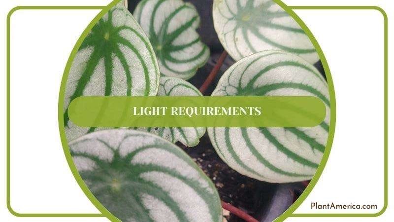 Peperomia Albovittata Light Requirements PlantAmerica