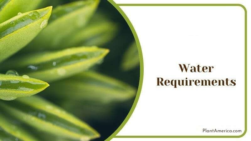 Peperomia Dolabriformis Water Plant America