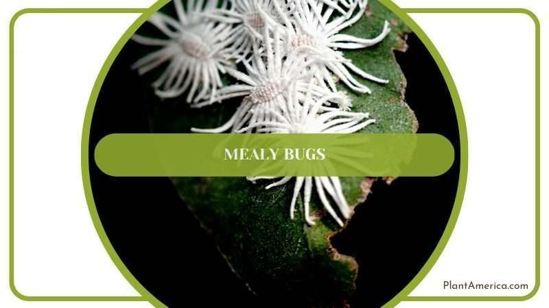 Peperomia Fagerlindii Mealy Bugs Plant America