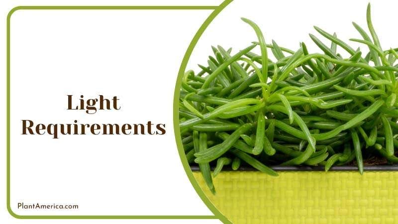 Peperomia Ferreyrae needs bright light to grow PlantAmerica