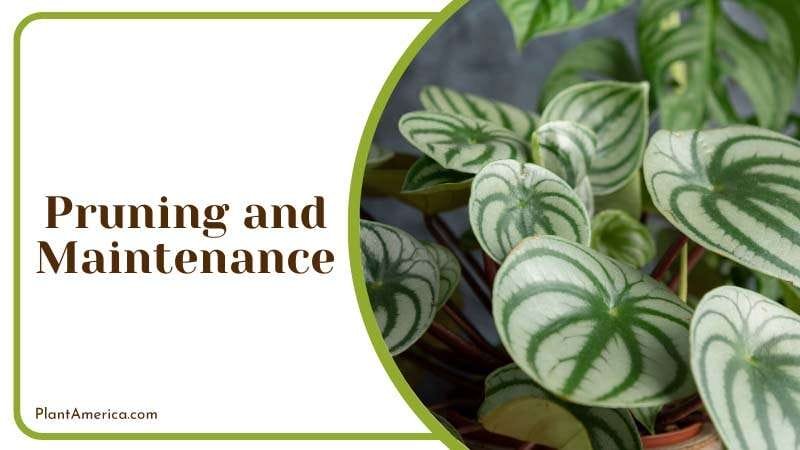Peperomia Frost does not require pruning PlantAmerica