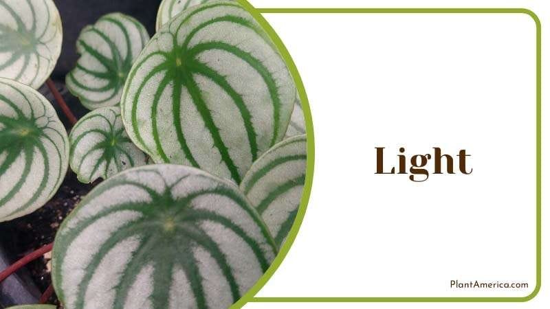 Peperomia Frost likes moderate diffused light PlantAmerica
