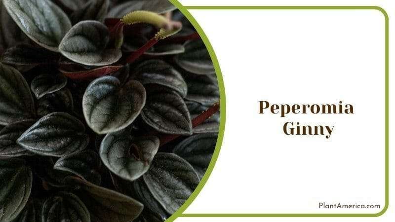 Peperomia Ginny Plant America