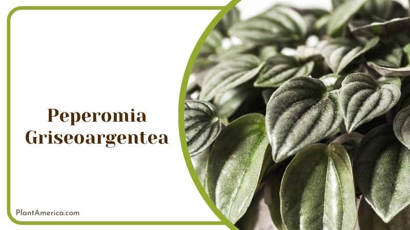 Peperomia Griseoargentea Plants Plant America