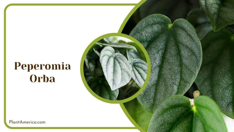 Peperomia Orba Plants Plant America