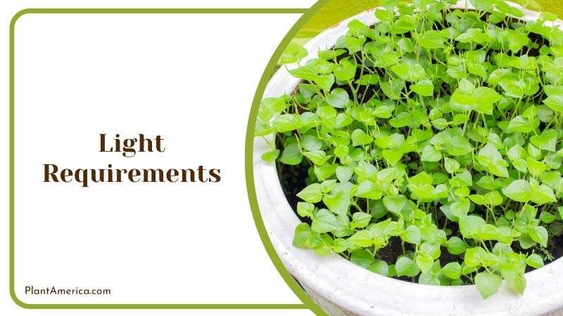 Peperomia Plant on a wood PlantAmerica 1