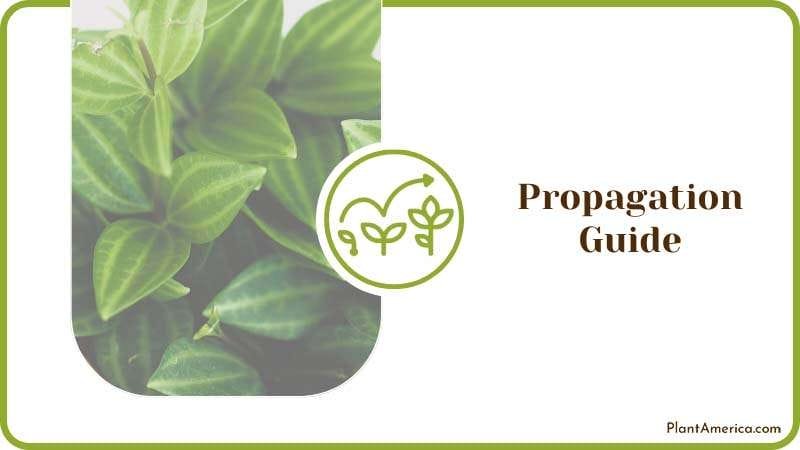 Peperomia Propagation Guide PlantAmerica