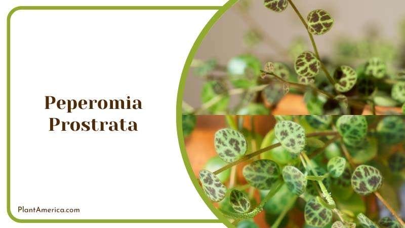 Peperomia Prostrata Plant PlantAmerica