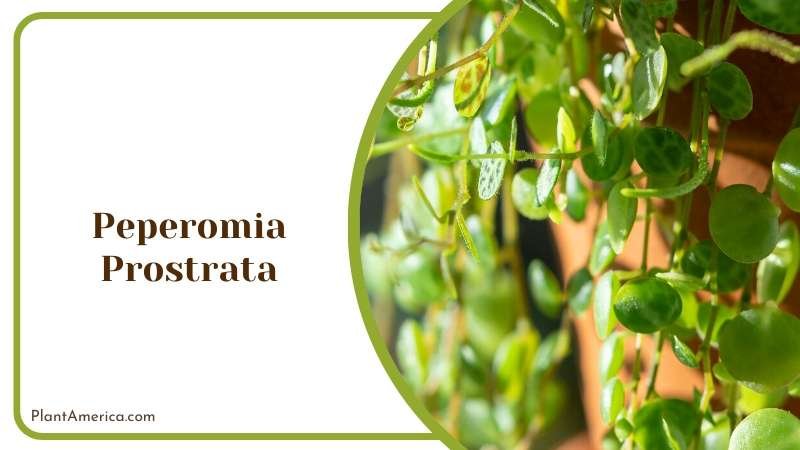 Peperomia Prostrata Strings Plant America