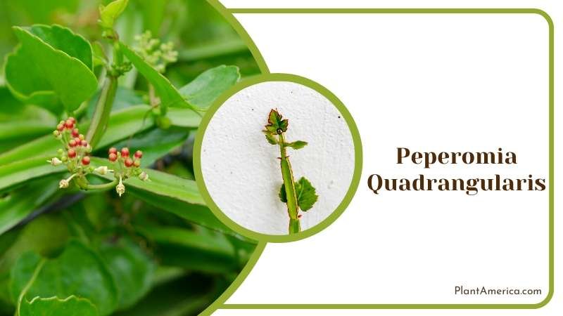 Peperomia Quadrangularis Plants Plant America