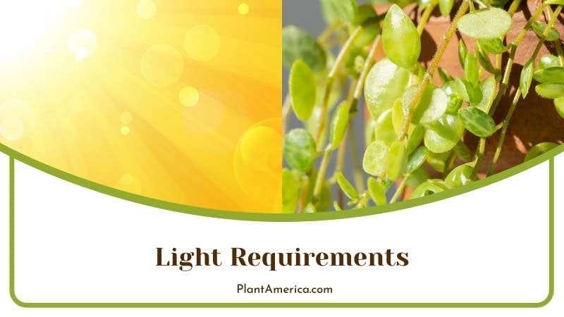 Peperomia Require Indirect Light to Grow PlantAmerica