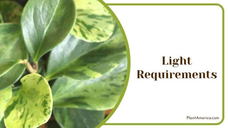 Peperomia Rotundifolia Light Requirement PlantAmerica