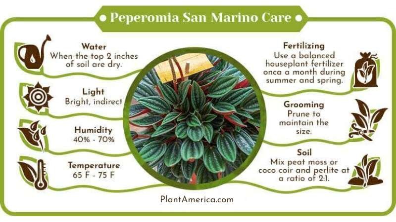Peperomia San Marino Care Infographic Plant America Peperomia San Marino: The Best Care Guide for Plant Enthusiasts