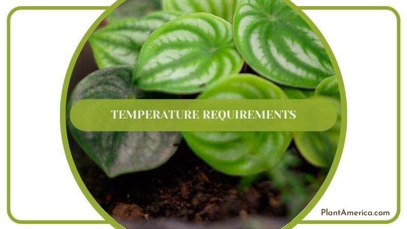Peperomia Temperature Requirements PlantAmerica