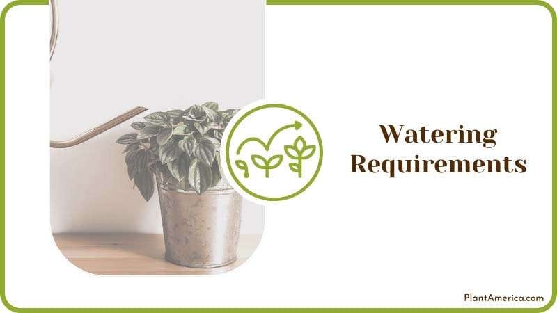 Peperomia Watering Requirements PlantAmerica