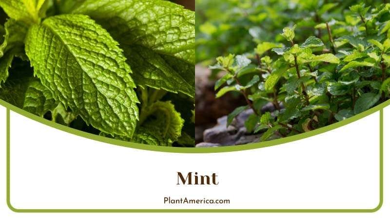 Peppermint Leaves in Garden PlantAmerica
