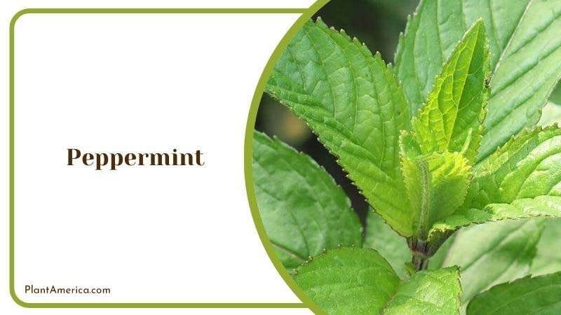Peppermint PlantAmerica