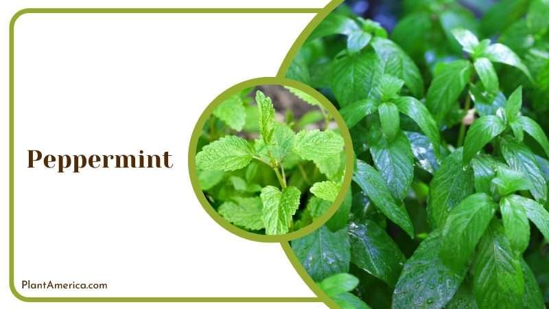 Peppermint Plants in Garden Plant America