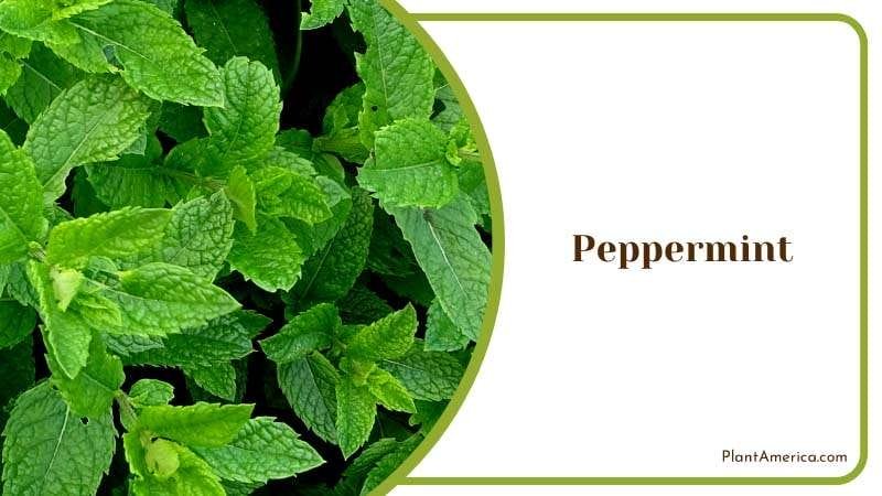 Peppermint Repulsing Herb Leaves PlantAmerica