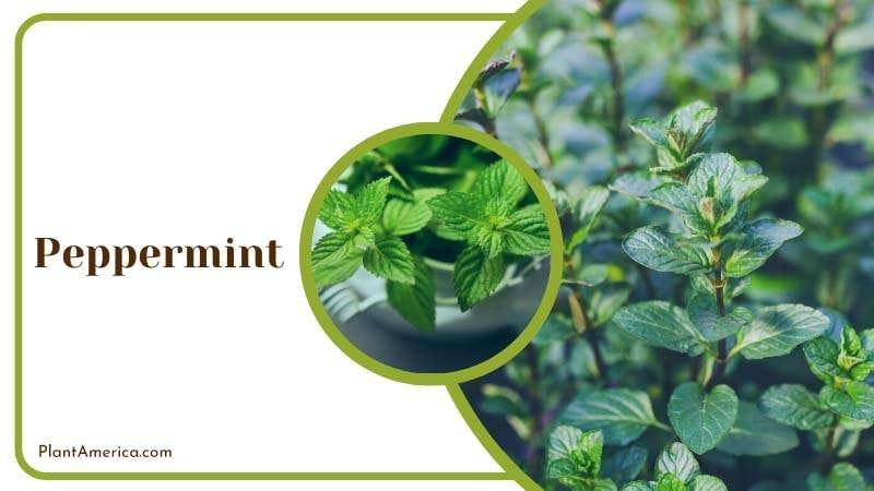 Peppermint best skunk repellent PlantAmerica