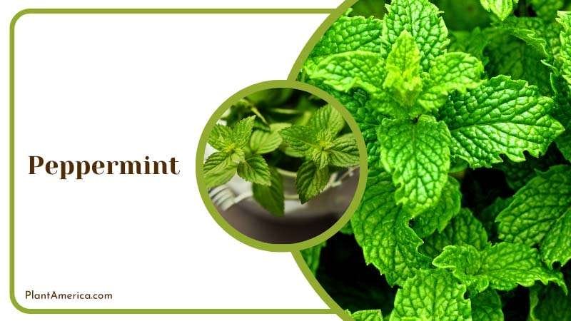 Peppermint for getting rid of spiders PlantAmerica