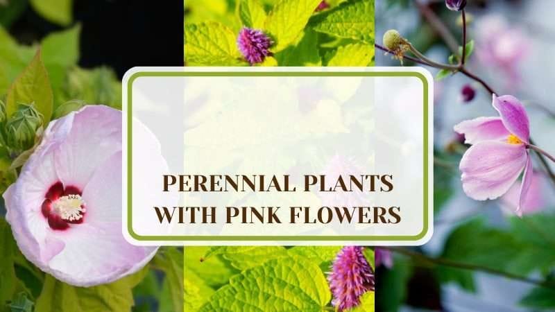 Perennial Plants With Pink Flowers PlantAmerica 13 Perennial Plants With Pink Flowers: Bold and Low-care