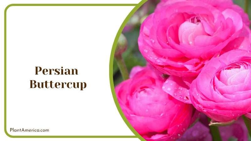 Perfect Bloom of Persian Buttercup Plant America