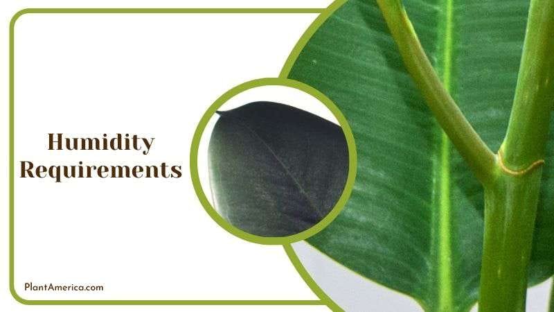 Perfect Humidity for Ficus Plant America